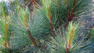 Ostatni moment, by zrobić to z sosną. Odwdzięczy ci się z nawiązką