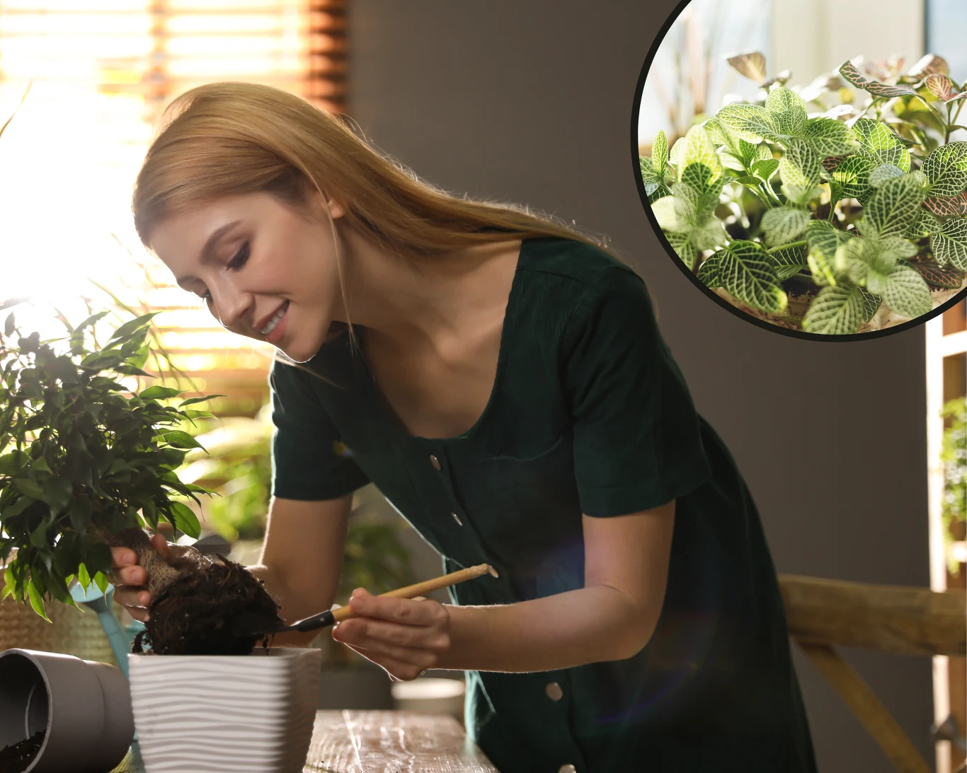 Jak dbać o irezynę herbsta? Jak dbać o irezynę herbsta?