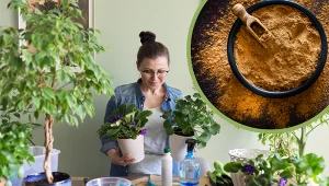Nie tylko do szarlotki. Ta przyprawa sprawdzi się też w pielęgnacji roślin