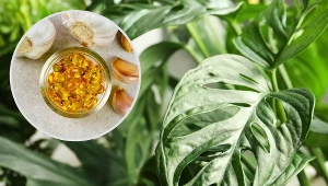 Liście monstery żółkną? Włóż do doniczki kilka kapsułek, a odratujesz roślinę