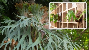 Egzotyczne „łosie rogi” będą ozdobą twojej łazienki. Poradzą sobie w cieniu i wilgoci