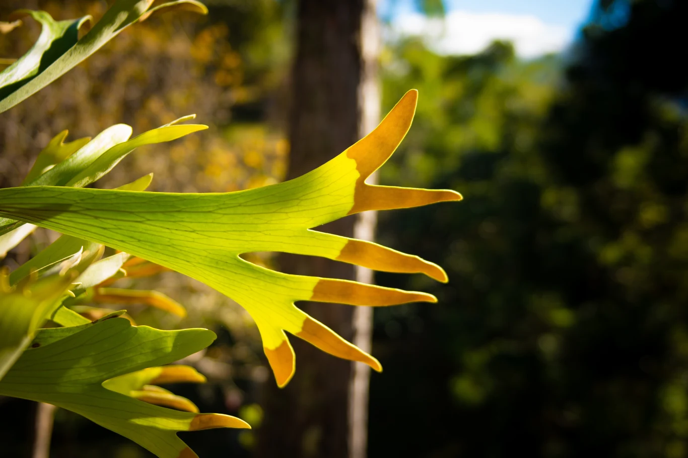 Liście płaskli łosiorogiej rzeczywiście przypominają rogi tego leśnego zwierzęcia. 