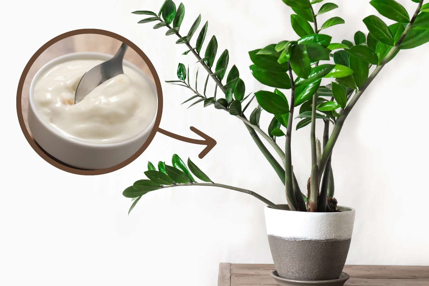 Zamiokulkas to prosta w uprawie roślina doniczkowa. Aby zdrowo rosła, wystarczy użyć odżywki, którą można przygotować samodzielnie w domu. Potrzebny jest jeden składnik. 