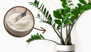 Zamiokulkas nie chce wypuszczać nowych pędów? Ratunek znajdziesz w lodówce 