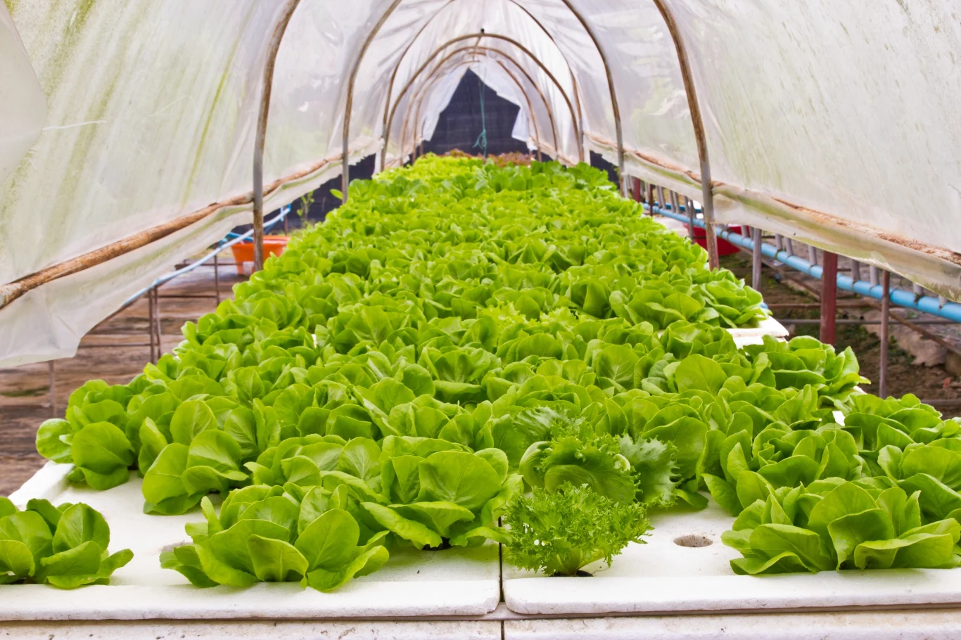 Warzywa liściaste najlepiej będą rosły w białym tunelu