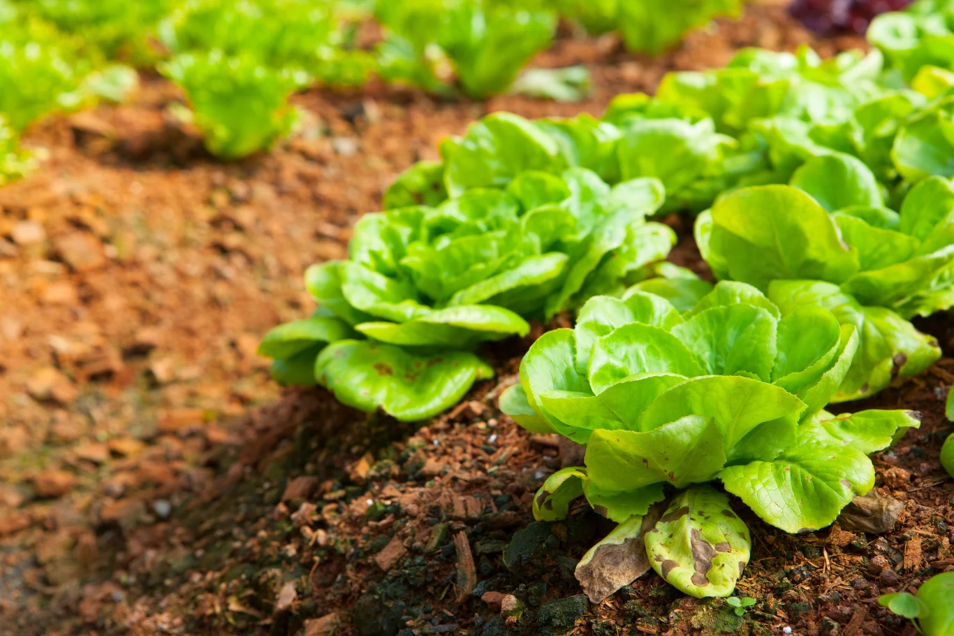 Uprawa sałaty jest bardzo prosta. Można ją siać do gruntu, pod tunele i do doniczek.