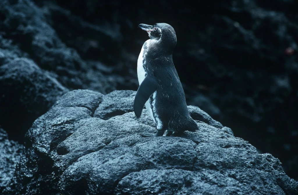 Pingwiny na Wyspach Galapagos mają problem wynikający ze skażenia środowiska mikroplastikiem 