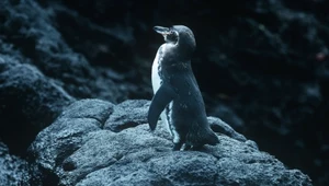 Na Galapagos jest źle. Pingwiny stanęły w obliczu inwazji mikroplastiku