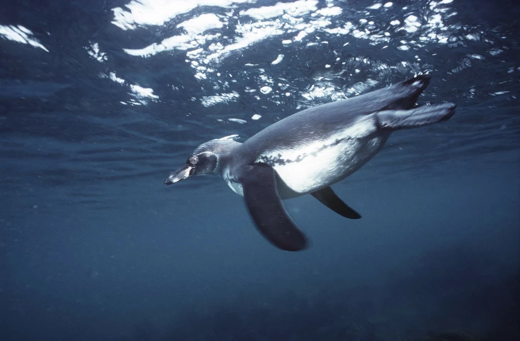 Pingwin nurkuje w Oceanie Spokojnym. Na całym świecie w oceanach pływają też miliardy cząstek plastiku