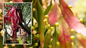 Oryginalny sukulent, który może być dumą twojego domu. Wytwarza kaskady pędów