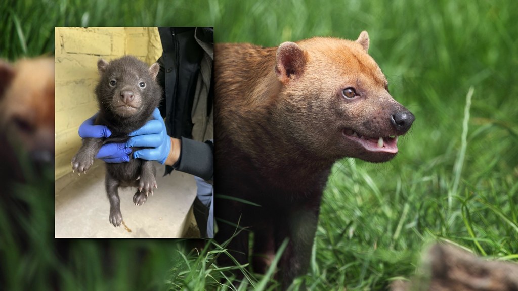 W łódzkim zoo urodził się pakożer leśny. Samica przyszła na świat w listopadzie. To jedyni przedstawiciele tego gatunku w Polsce