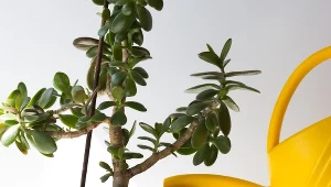 Gdy widzisz, że pieniążek żółknie, musisz działać szybko. Wlej to do doniczki, a liście odzyskają kolor