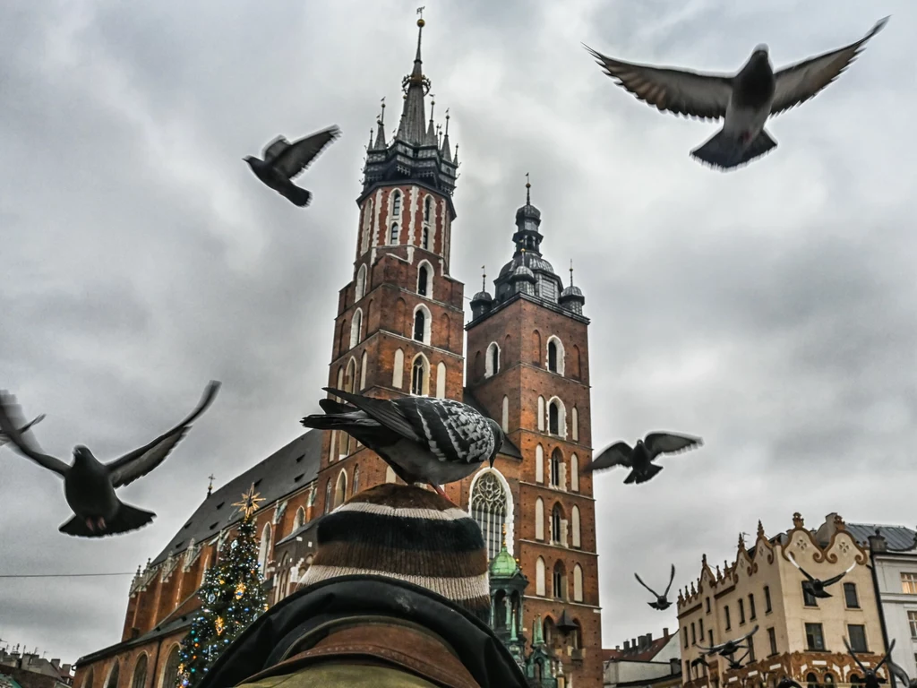 Podczas dynamicznej "Akcji Sznurek", która odbyła się na krakowskim rynku, uczestnicy udzielali pomocy gołębiom zaplątanym w różnego rodzaju sznurki 