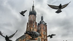Akcja "sznurek" dla krakowskich gołębi. To chronione ptaki