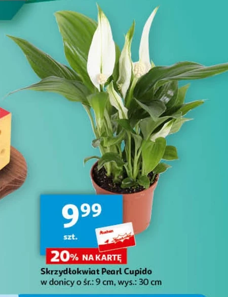Skrzydłokwiat O...
