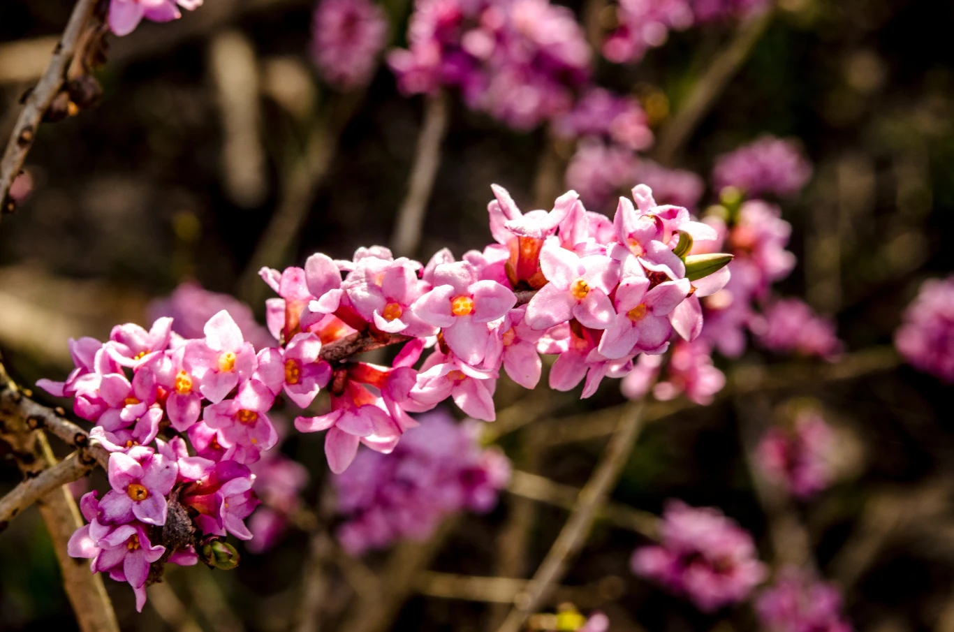 Wawrzynek wilczełyko pięknie kwitnie, a jego delikatne kwiaty wytwarzają wyjątkowy zapach 