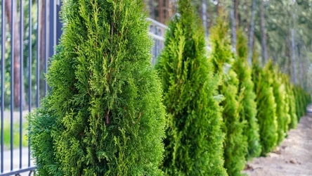 Tuje należy sadzić w odpowiednich odstępach między sobą i płotem sąsiada. 