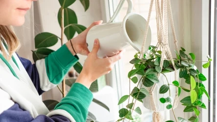 Pozbądź się ziemiórek raz na zawsze. Podlewaj je tym domowym preparatem.