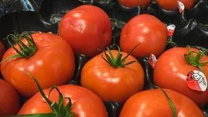 Niezwykła funkcja naklejek na pomidorach. Tak przedłużysz ich świeżość