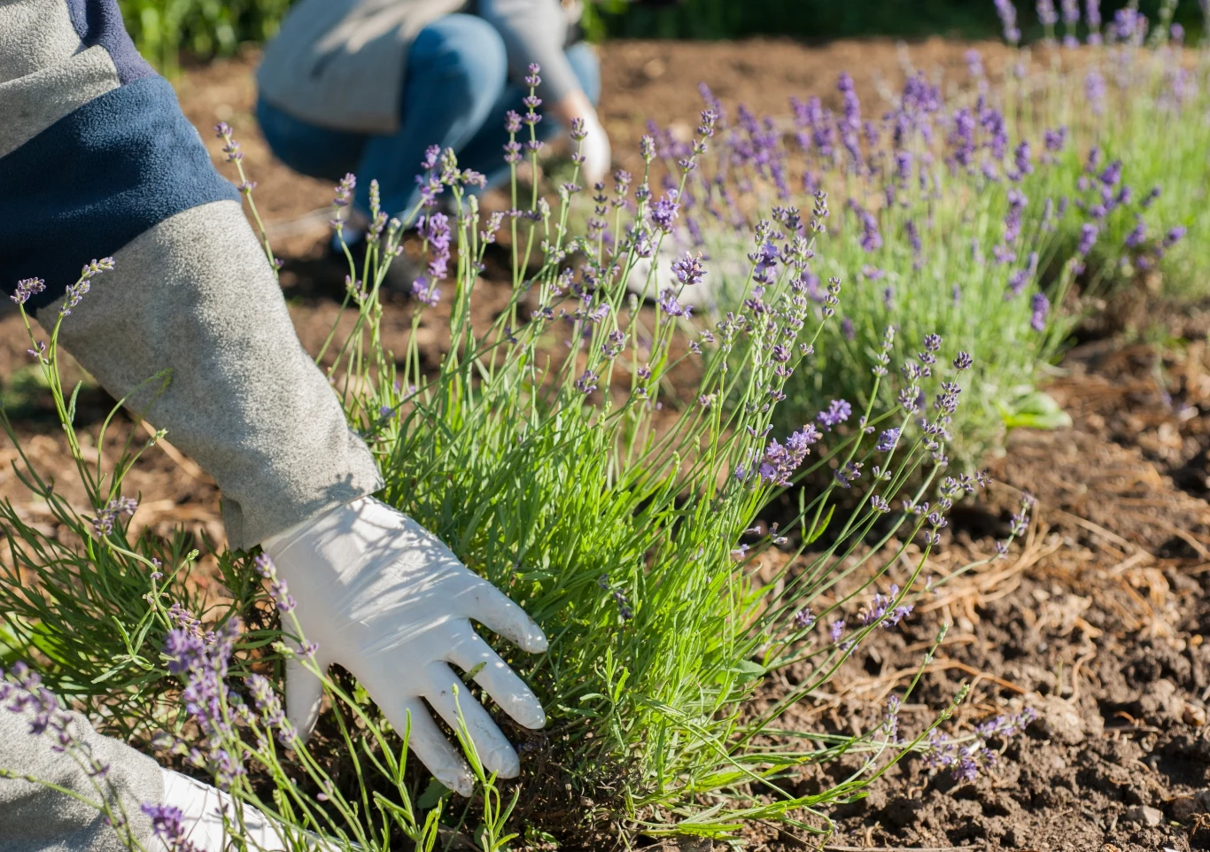 Jak zasiać lawendę na wiosnę? Jak zasiać lawendę na wiosnę?