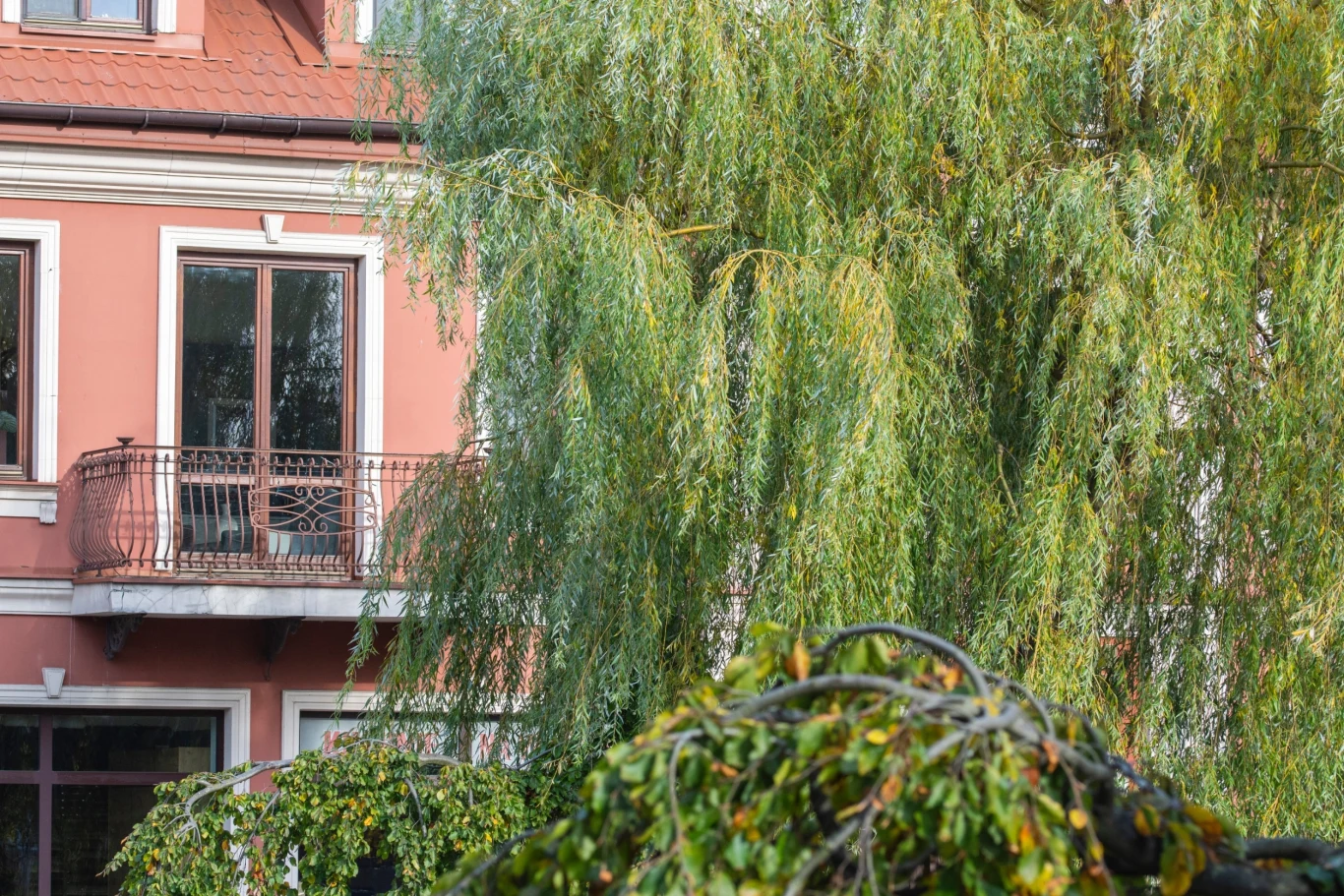 Wierzba była uznawana za drzewo przynoszące pecha. Wierzba była uznawana za drzewo przynoszące pecha.