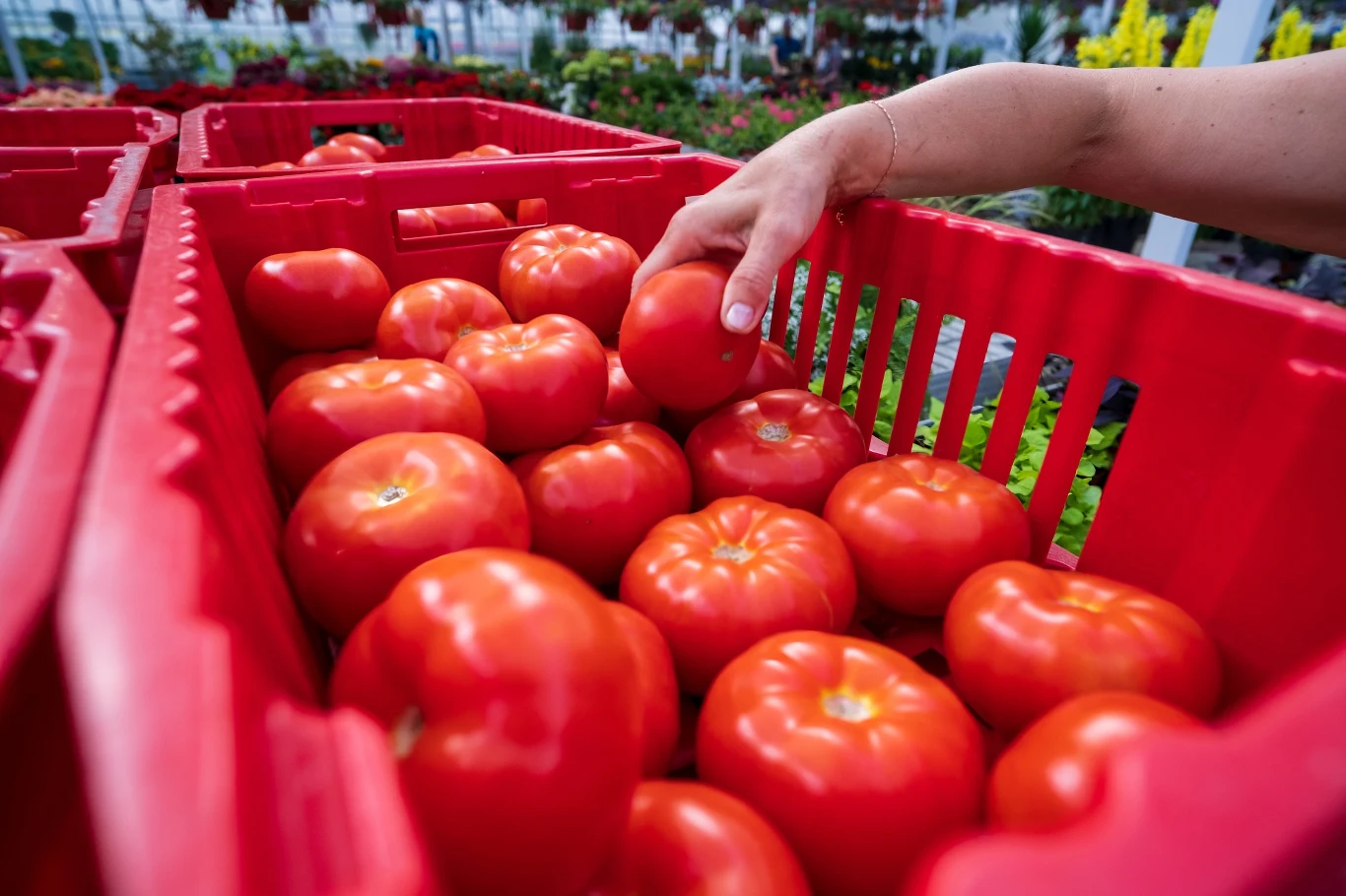 Pomidory smakują wybornie i doskonale nawadniają Pomidory smakują wybornie i doskonale nawadniają