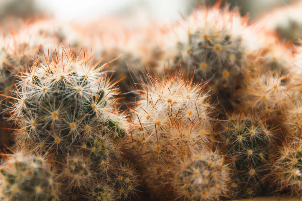 Kaktus, choć popularny, może okazać się zgubny dla naszej energii 