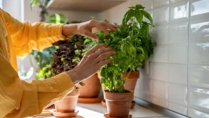 Bazylia znów zwiędła po dwóch dniach? Najprawdopodobniej popełniasz ten błąd 