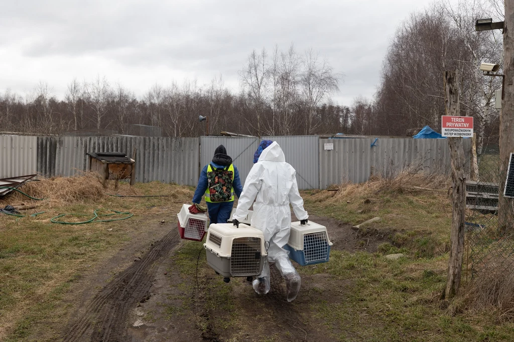 Działacze wynieśli z fermy cztery lisy, który były w złym stanie