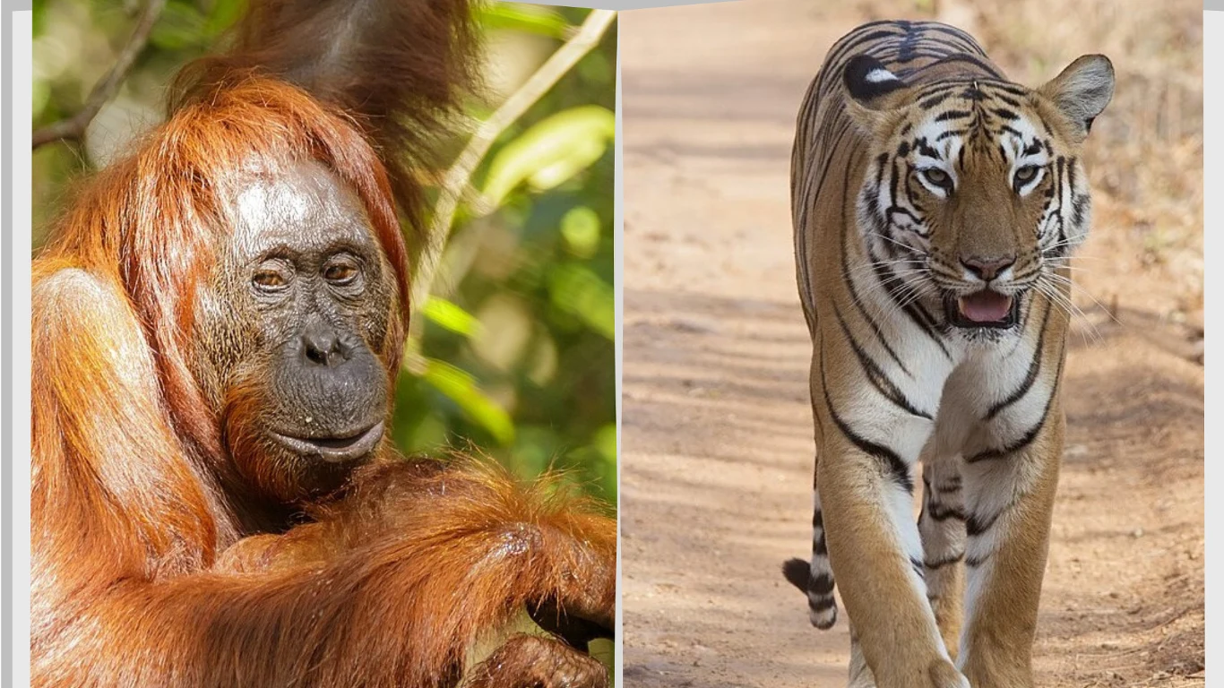 Orangutan i tygrys bengalski Orangutan i tygrys bengalski