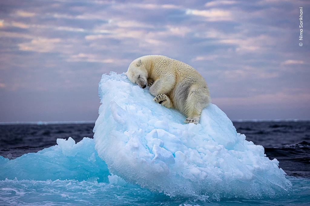 Zwycięzcą Wildlife Photographer of the Year People’s Choice Award 59 wybrano fotografię "Ice Bed". Wykonał ją Nima Sarikahni