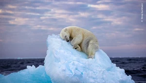 Niedźwiedź spał na bryle lodu. Przejmujące zdjęcie wygrało słynny konkurs