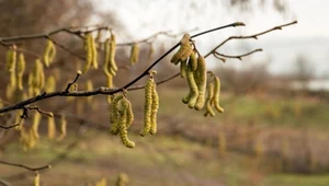 Leszczynowe bazie. Pomogą na ból gardła i bezsenność