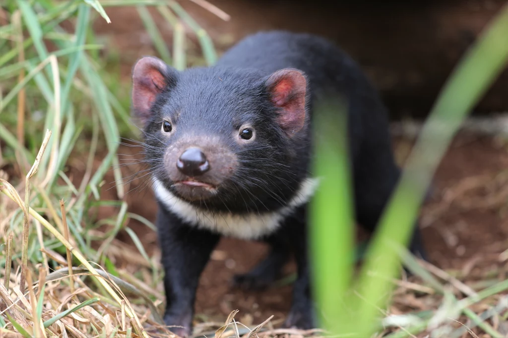 Diabeł tasmański to jeden z ostatnich drapieżnych torbaczy