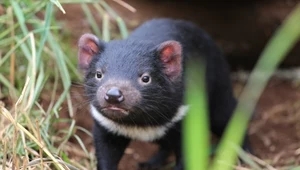 Diabeł tasmański to jeden z ostatnich drapieżnych torbaczy