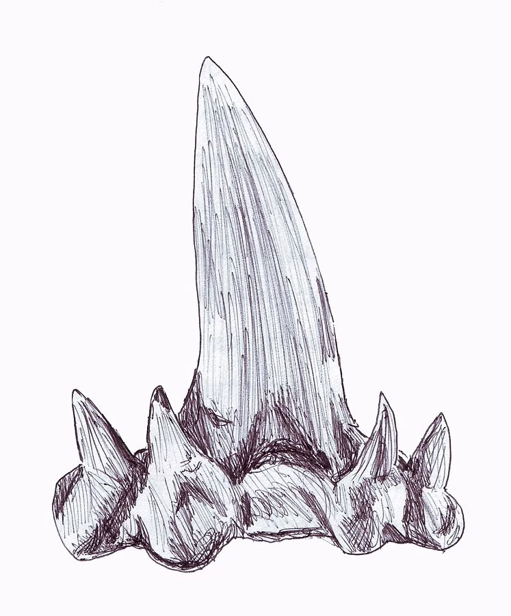 Kladodontyczny ząb rekina z rodzaju Glakmanius