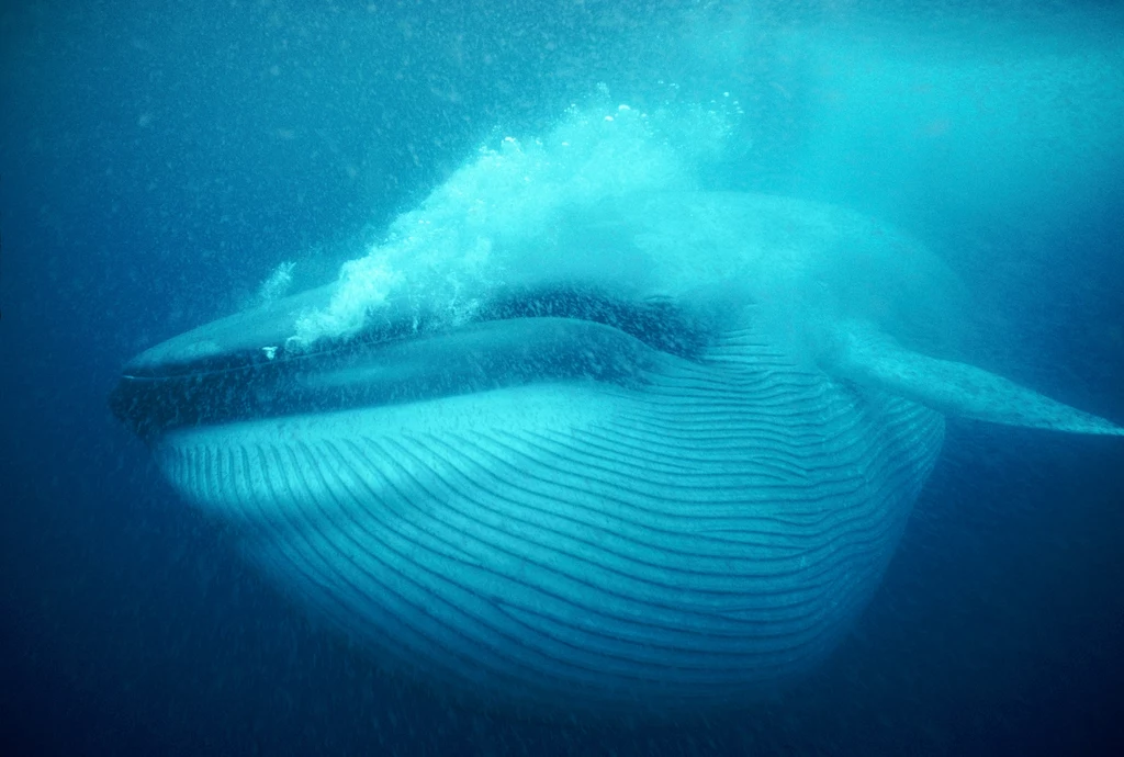 Naukowcy odkryli, że płetwale błękitne coraz częściej tworzą hybrydy z finwalami. Co się dzieje?