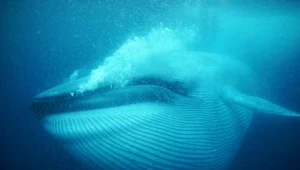 Dziwne hybrydy wielorybów pływają po oceanie. Co się dzieje?