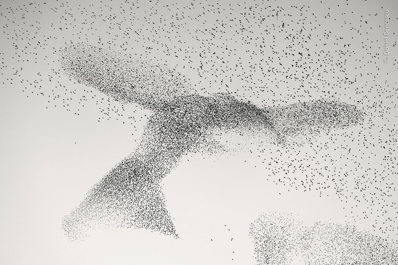 "Starling Murmuration"