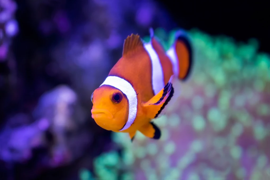 Naukowcy są zdania, że ryby błazenki - znane z filmu "Gdzie jest Nemo?" - potrafią liczyć. Ich talent ma zaskakujące zastosowanie. Ryby potrafią odróżnić liczbę pasków na innych osobnikach i na tej podstawie je zaatakować