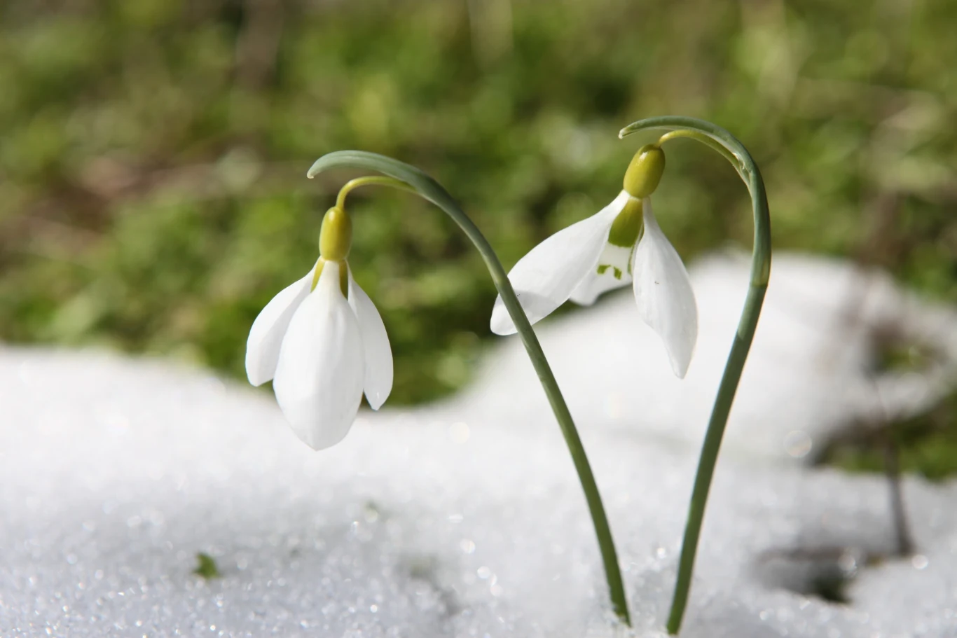 Przebiśniegi podlewamy tylko przy wyraźnym przesuszeniu Przebiśniegi podlewamy tylko przy wyraźnym przesuszeniu