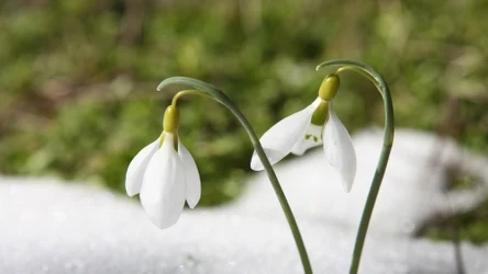 W Polsce właśnie zaczynają kwitnąć przebiśniegi.