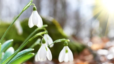 Jak zadbać o przebiśniegi?
