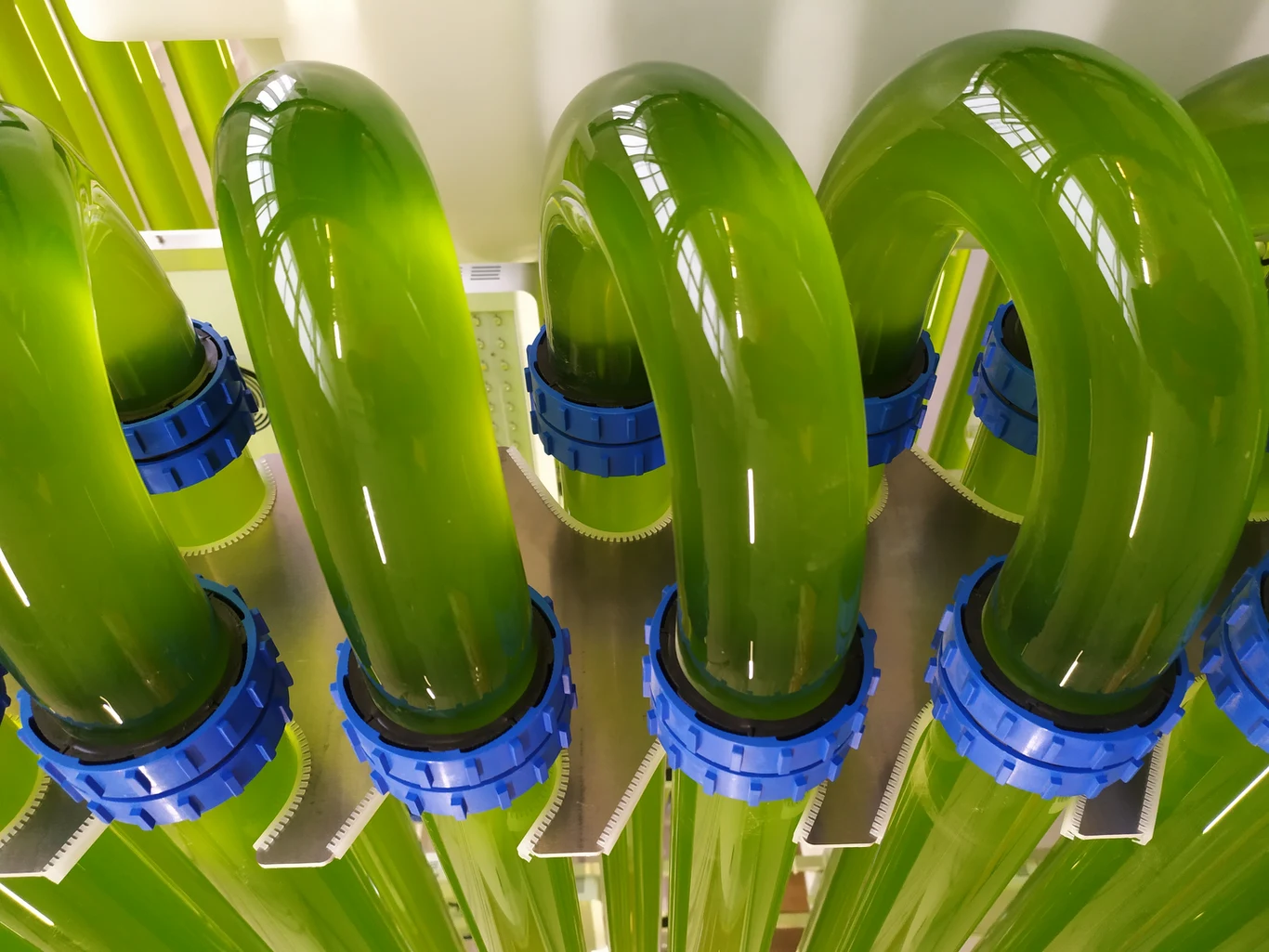 Jeff Bezos bada m.in. możliwości wykorzystania glonów w żywieniu ludzi na masową skalę Jeff Bezos bada m.in. możliwości wykorzystania glonów w żywieniu ludzi na masową skalę