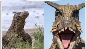 Waran z Komodo i mięsożerny dinozaur zwany karnotaurem