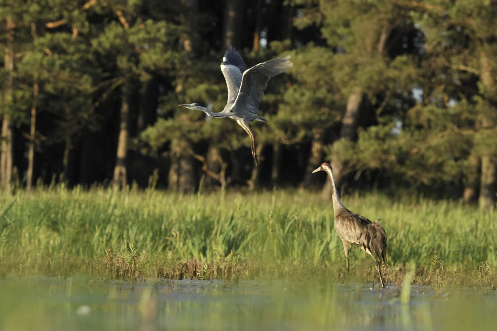 Park Krajobrazowy Dolina Dolnej Odry zostanie przekształcony w park narodowy. Bytuje tu ponad 250 gatunków ptaków