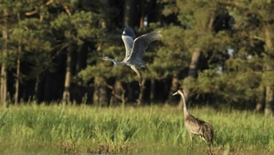 Park Krajobrazowy Dolina Dolnej Odry zostanie przekształcony w park narodowy. Bytuje tu ponad 250 gatunków ptaków