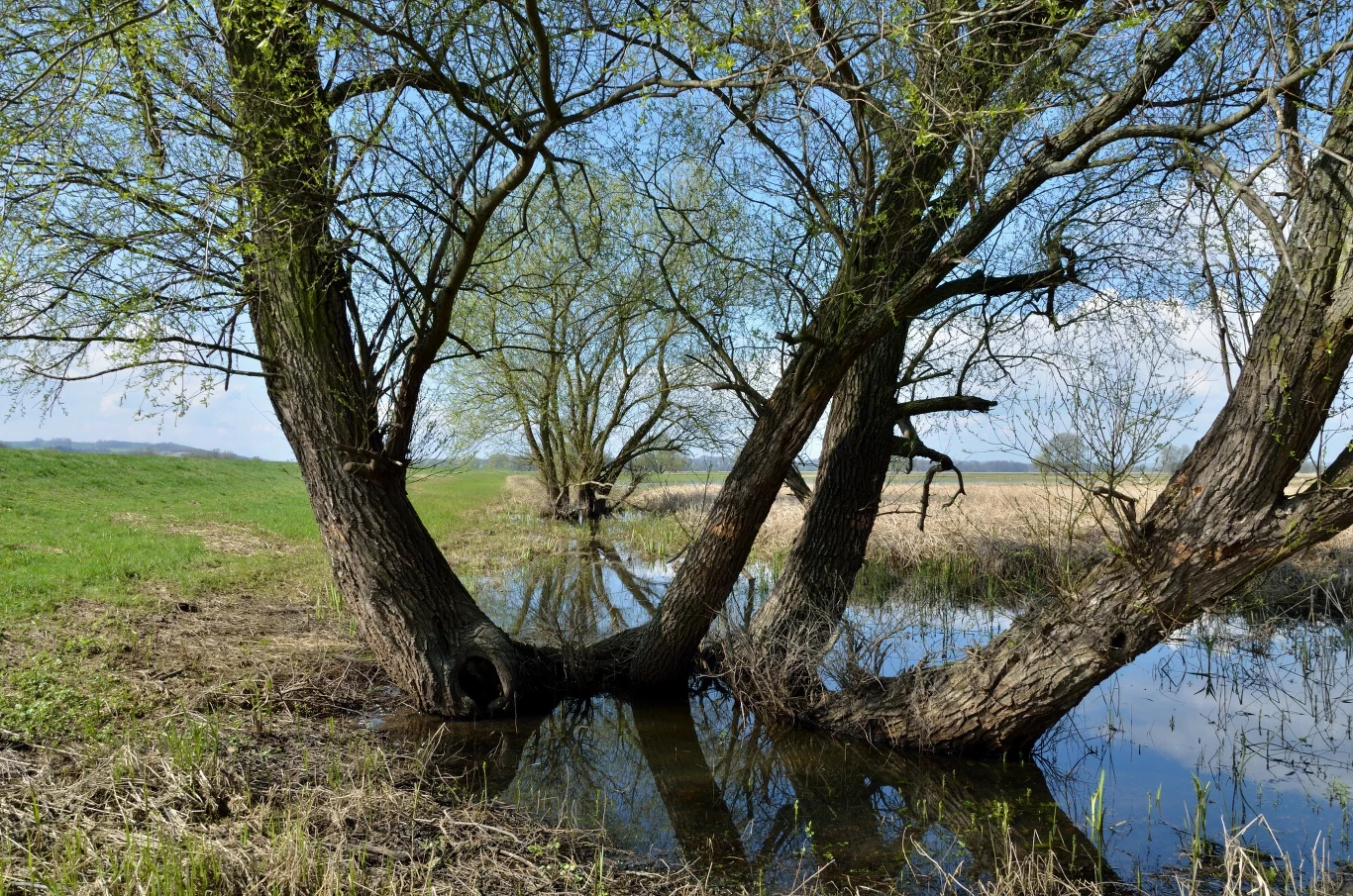 Obecny park krajobrazowy Dolina Dolnej Odry został utworzony w 1993 r. Niemcy utworzyli park narodowy w tym regionie w 1995 r.
