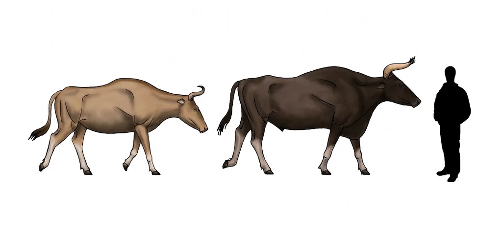 Krowa i byk kupreja w porównaniu z człowiekiem