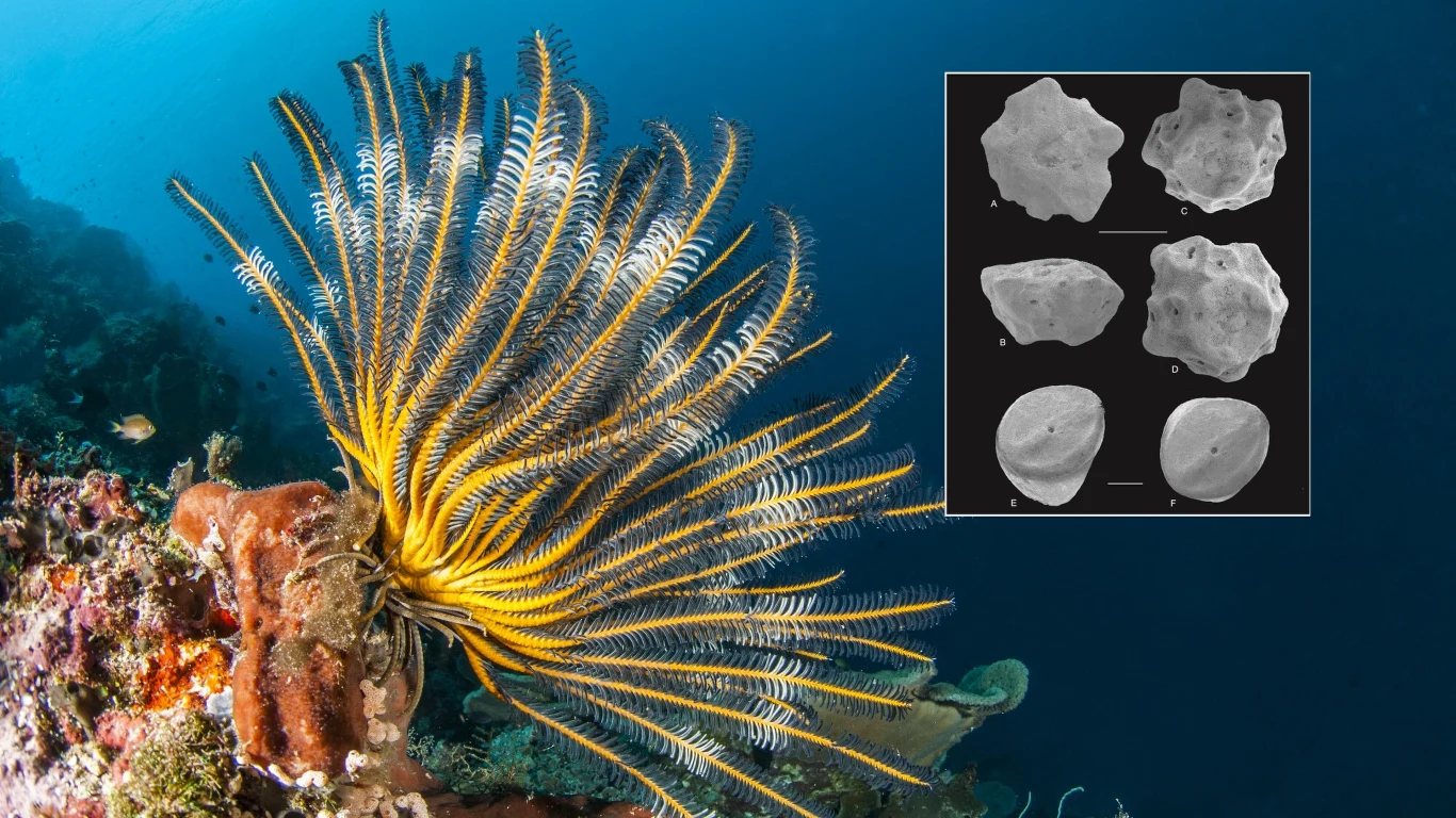 Polscy naukowcy pomogli odkryć i opisać nowy gatunek i rodzaj organizmów z gromady liliowców Polscy naukowcy pomogli odkryć i opisać nowy gatunek i rodzaj organizmów z gromady liliowców